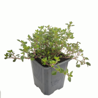 oregano M9 (R)